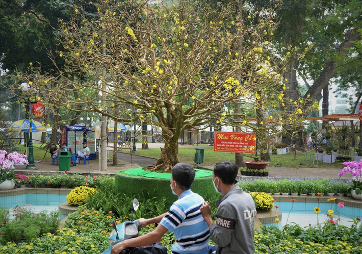 Đặc biệt, chủ nhân từng từ chối bán cây mai với giá 5,9 tỷ đồng. Ảnh: Lao động