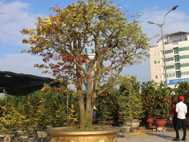 Anh Trương Hoài Phong (Gia Lai) từng sở hữu cây mai cổ thụ cao 3,5m, tán rộng hơn 2,5m, với tổng cộng 5 nhánh lớn. Ảnh: Dân Việt