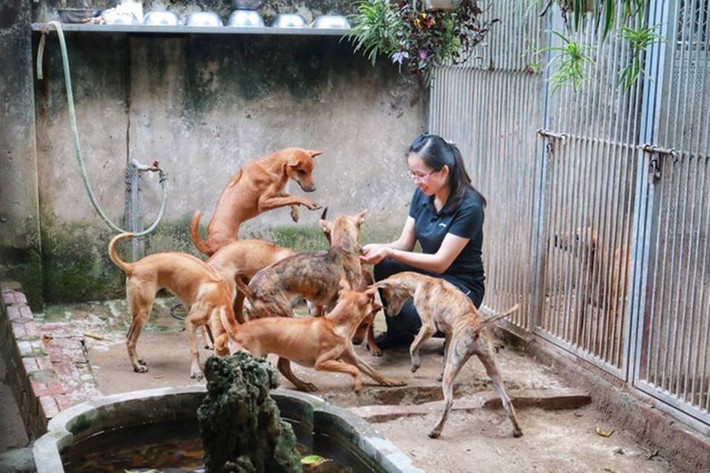 Theo chị Hà, tiêu chí định giá một chú chó Phú Quốc phụ thuộc vào nhiều yếu tố khác nhau như ngoại hình, đặc tính, nguồn gốc...Ảnh: Dân trí