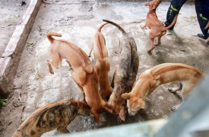 Ước tính, mỗi tháng chị Hà phải bỏ ra khoảng 15 triệu đồng để mua thức ăn và chăm sóc đàn chó. Ảnh: Dân trí