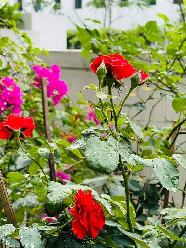 Các loại hoa đua nhau khoe sắc.