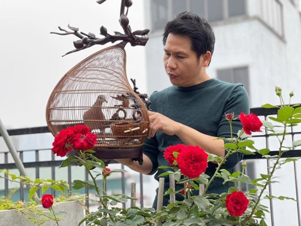 Từng cụm hoa hồng đua nhau khoe sắc.