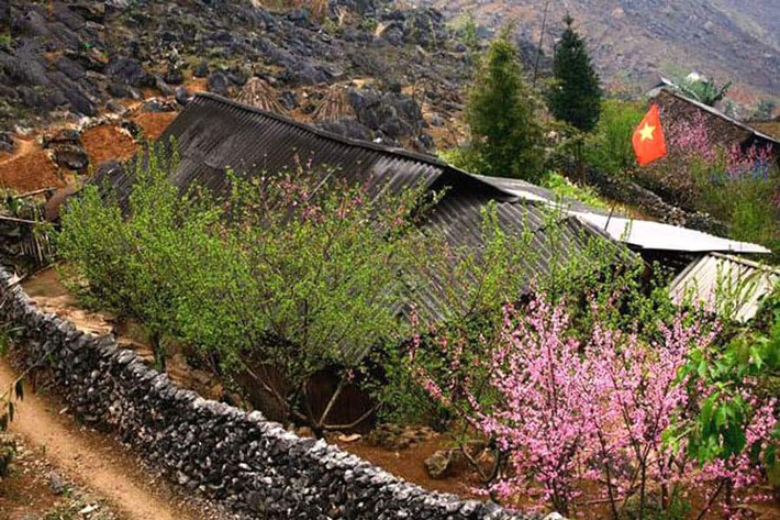 Xung quanh nhà được trồng nhiều cây mận, cây đào để cả làng chìm trong sắc hồng đón xuân sang mỗi mùa xuân đến. Ảnh: Hanhtrinhdulich