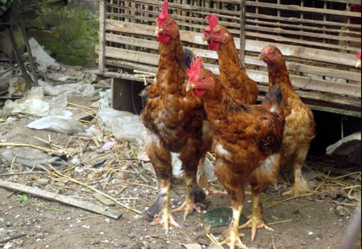 Gà Tò thịt ngon và quý hiếm nên được các nhà hàng sang trọng ở các thành phố lớn hoặc khách nhà giàu săn tìm mua hoặc đặt hàng định kỳ. Giá bán gà Tò khoảng 200.000 đồng - 300.000 đồng/kg. Ảnh: Internet