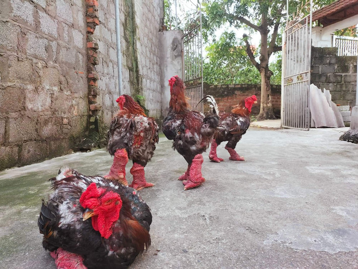 Gà Đông Tảo là giống gà quý hiếm được nuôi tại Đông Tảo (Khoái Châu, Hưng Yên). Tương truyền, đây là loại gà tiến vua được ví như của ngon vật lạ của vua chúa thời xưa. Ảnh: Facebook