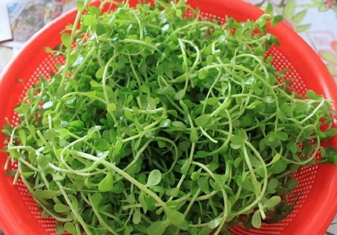 Trên thị trường, rau đắng biển có giá lên tới gần 100.000 đồng/kg. Ảnh: Internet