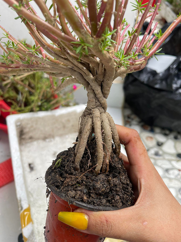 Không ít người cho rằng đây là cây ghép nhưng anh Giang vẫn thấy đẹp, ngắm chơi khá thích mắt. Ảnh: Arttimes