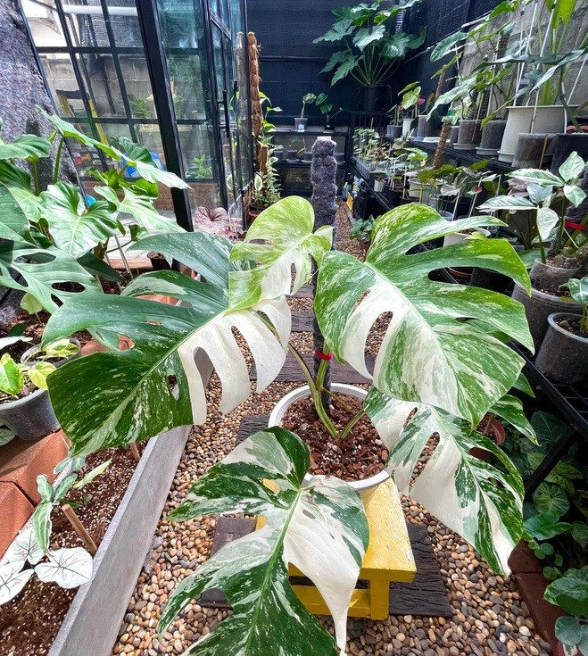 Đặc biệt, những chiếc lá đột biến có thể được giao dịch đến 500 triệu đồng. Ảnh: Dân trí