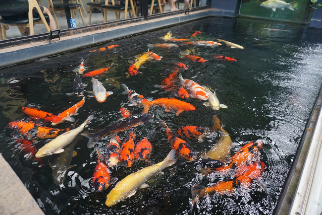 Ngoài chim cảnh, những năm gần dây, thú chơi cá Koi cũng được giới đại gia Việt ưa chuộng. Loài cá này biểu tượng cho sự sung túc, phú quý nên giới nhà giàu đầu tư số tiền không hề nhỏ cho bể cá Koi. Ảnh: Vietnamnet