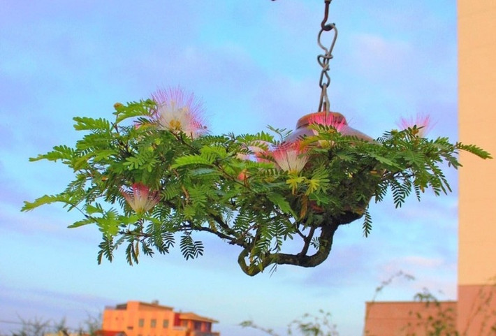 Theo đó, bộ sưu tập của "dị nhân" Lê Thạnh sở hữu hơn 100 cây bonsai ngược với đủ các loại như: Linh sam, lộc vừng, mai vàng, kim quýt, huệ đỏ...Ảnh: VTCNews