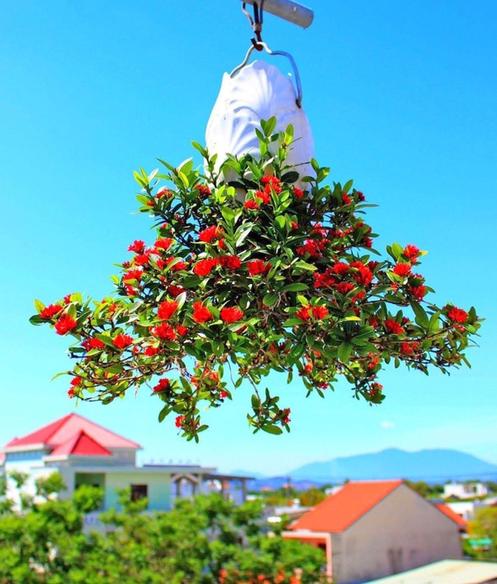 Ban đầu, ông Thạnh chỉ trồng trong các chậu nhỏ, sau đó tạo tác thêm cả những chậu lớn và các loài cây khác nhau như mít, cam, nhiều loại hoa hồng, lan, ly...Ảnh: VTCNews