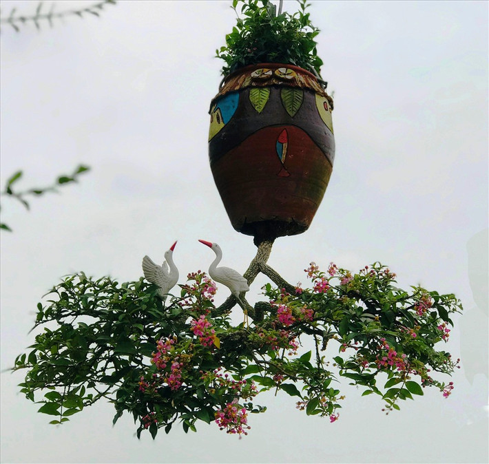 Trên sân thượng rộng khoảng 60m2, hàng trăm chậu bonsai và bonsai ngược được ông Thạnh đặt ngay ngắn, xếp thành từng hàng. Ảnh: Lao động