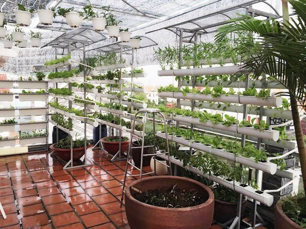 Rau được trồng trên các máng nhựa xếp tầng nên không nhiều tốn diện tích nhưng vẫn đạt hiệu quả cao. Ảnh: FBNV.