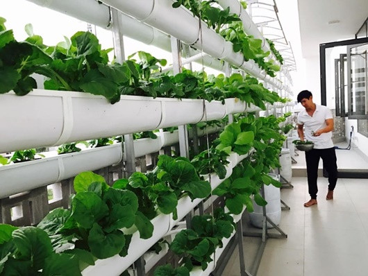 Khu vườn trên sân thượng nhà Lý Hải – Minh Hà như một “nông trại thu nhỏ” với đầy đủ các loại như rau dền, rau muống, rau đay, xà lách xoong Nhật Bản...Ảnh: FBNV.