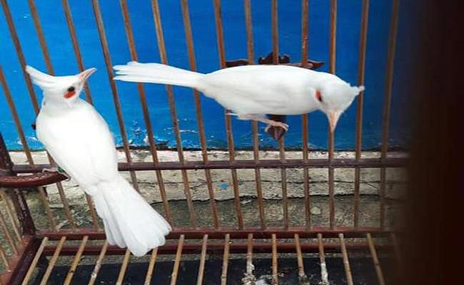 Ngoài lan đột biến, những chú chim đột biến gen cũng có giá siêu đắt tại Việt Nam. Ảnh: Dân Việt.