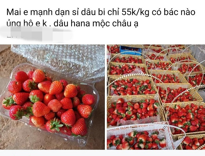 Dâu tây vốn được biết đến là loại quả đắt đỏ với giá bán từ 200.000-450.000 đồng/kg (tùy loại). Tuy nhiên, những ngày gần đây, dâu tây được rao bán tràn lan chợ mạng với giá "siêu rẻ" khiến chị em giật mình.