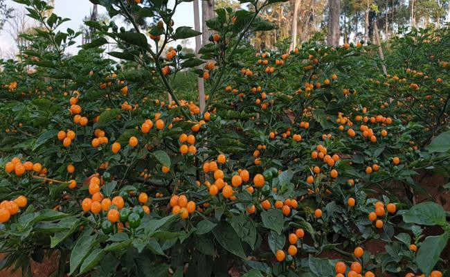 Đa phần ớt charapita mọc hoang dại. Chúng là loại cây trung hạn, có độ cao 40 - 55 cm, tán rộng 35 - 45 cm, cho thu hoạch quả sau 90 ngày. Mỗi cây có hàng trăm quả nhỏ tròn, màu đỏ hoặc vàng, nhưng màu vàng phổ biến hơn cả. Ảnh: Getty Image