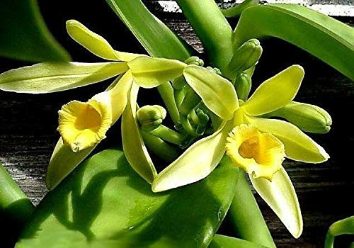 Cây vani được thụ phấn bằng tay và phải mất 9 tháng trái vani mới chín. Thêm nữa, hoa vanilla chỉ nở đúng 1 ngày trong năm. Nếu ngày hoa nở mà không thụ phấn kịp, đến chiều, hoa tự xếp cánh, 1 năm sau hoa mới nở lại. Ảnh: Internet