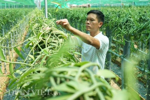 Tại Việt Nam, anh Trần Minh Trung (ở Bình Dương) cũng đã trồng thành công loại gia vị đắt đỏ này. Ảnh: Dân Việt.