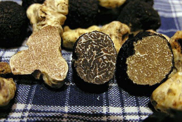 Trong tất cả các loài nấm, nấm Truffle là loại quý hiếm và đắt đỏ bậc nhất vì chúng gần như không thể gieo trồng. Nấm mọc dại tại một số vùng nhất định ở châu Âu.