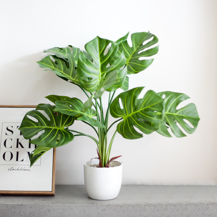 Theo giới chơi cây cảnh, monstera được định giá dựa theo các tiêu chí: Độ hiếm, khó nhân giống, kích thước và số lượng lá trên cây...Ảnh: Internet