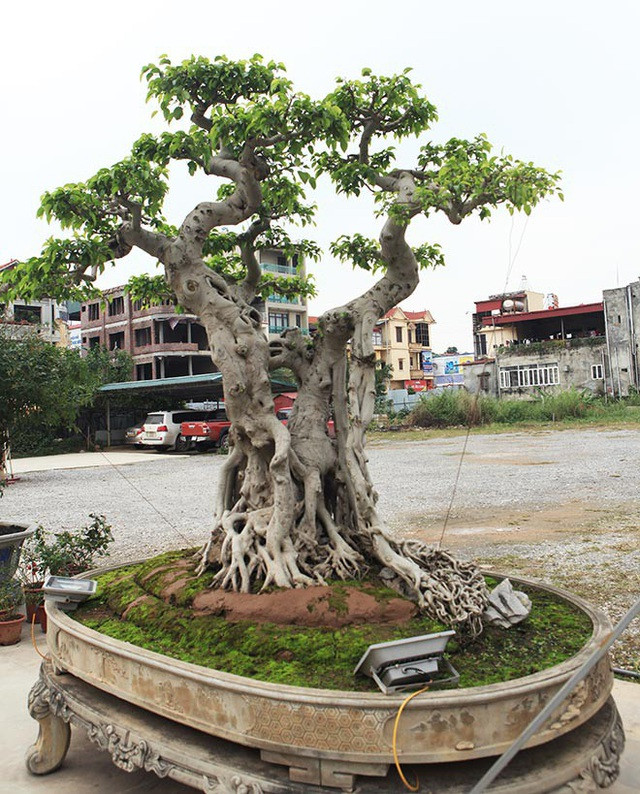 Theo ông Thành, thời điểm ấy, ông mua cây sanh “ngai vàng” với số tiền 5,5 tỷ đồng nhưng do không có tiền mặt, ông đã “sang ngang” 6 lô đất biệt thự ở Việt Trì. Ảnh: Dân Việt.