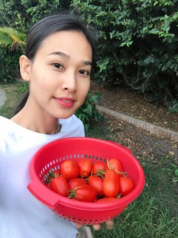 Mỗi lần thu hoạch, Dương Mỹ Linh hái được cả rổ cà chua chín mọng.