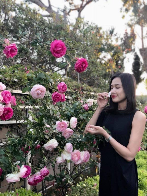 Ngoài ra, nàng hậu còn trồng các loại hoa hồng nhiều màu sắc. Nguồn ảnh: FBNV, Instagram