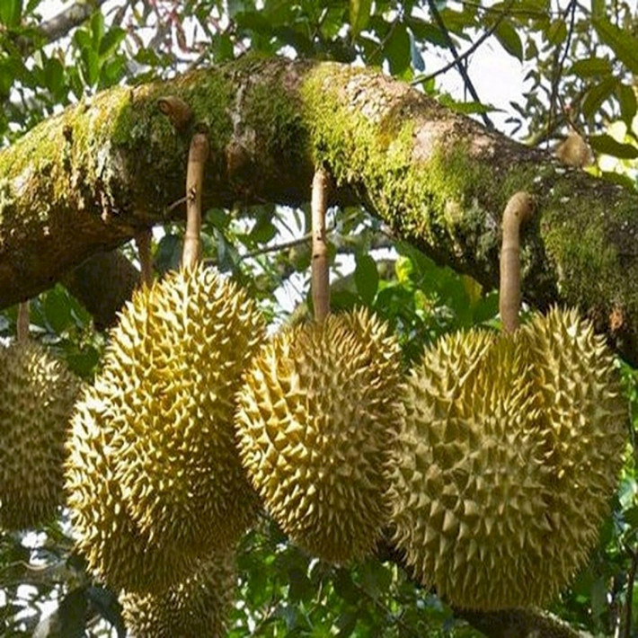 Theo tiến sĩ Martin Steinhaus thuộc Trung tâm nghiên cứu hóa học thực phẩm tại Đức, có tới 19 hợp chất tạo mùi được xác định trong mùi hương của sầu riêng, nhưng chính xác hơn cả thì đó là mùi của đôi tất sau khi đi tập gym. Ảnh: Channelnewsasia