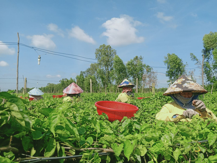 Tại huyện Đức Huệ (tỉnh Long An), nhiều nông dân mạnh dạn chuyển từ đất trồng lúa cho năng suất thấp sang trồng hoa thiên lý. Ảnh: Baolongan.