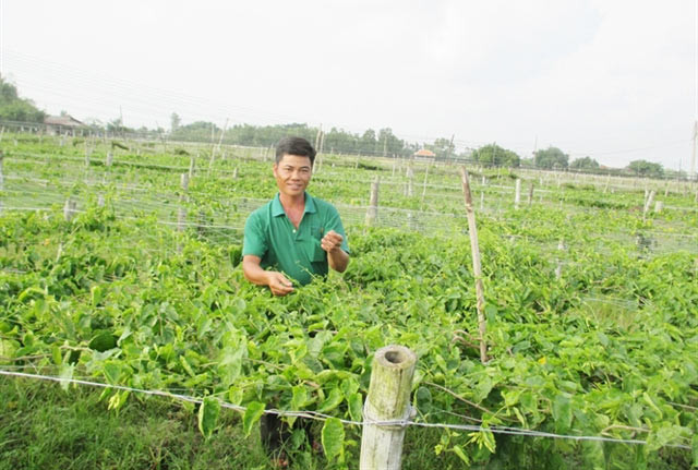Theo người dân nơi đây, so với cây lúa, thiên lý cho thu nhập gấp 5 lần, tức khoảng 200-300 triệu đồng/ha/năm. Ảnh: Dân Việt