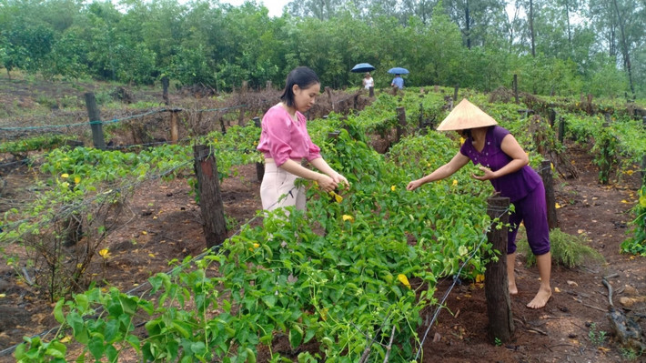 Từ lúc trồng cây thiên lý đến lúc cho thu hoạch chỉ 4 tháng. Trong khi đó, giá bán ở mức cao 60.000 đồng - 80.000 đồng/kg. Ảnh: Nongnghiep.