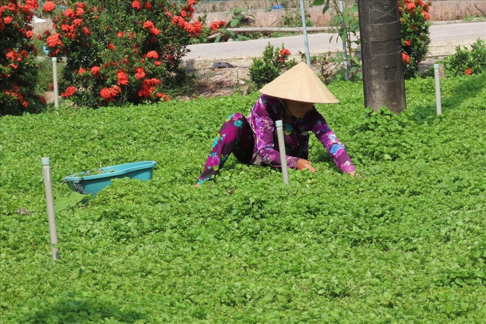 Thấy rau má dễ trồng, lại có thu nhập, anh chị lại trồng thêm. Mỗi ngày, anh chị thu hoạch từ 50 - 60kg mỗi ngày giao cho thương lái. Với giá thu mua mỗi dao động từ 15.000 - 20.000 đồng/kg, mỗi ngày, anh chị có thu nhập hơn 1 triệu đồng đều đặn từ khoảng sân rau má trước nhà. Ảnh: Lao động