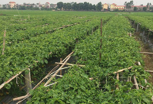 Không chỉ ở Long An, tại nhiều tỉnh khác như Hải Dương, Nghệ An, Thái Nguyên, Ninh Thuận...hoa thiên lý đã trở thành loại cây "hái ra tiền" của không ít gia đình. Ảnh: Dân Việt.