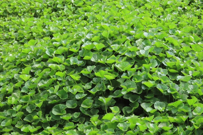 Rau má vốn là loại cây mọc hoang dại khắp bờ bụi, bờ rào nay cũng trở thành loại cây dễ kiếm tiền triệu cho không ít nông dân. Ảnh: Lao động