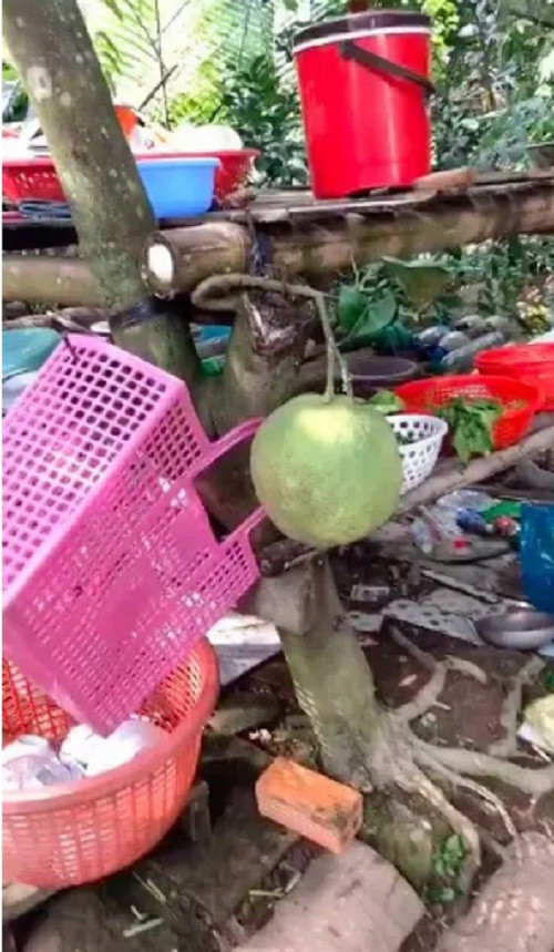 Cành bưởi phát triển từ chính chỗ bị chặt vẫn cho quả xanh to "khổng lồ".