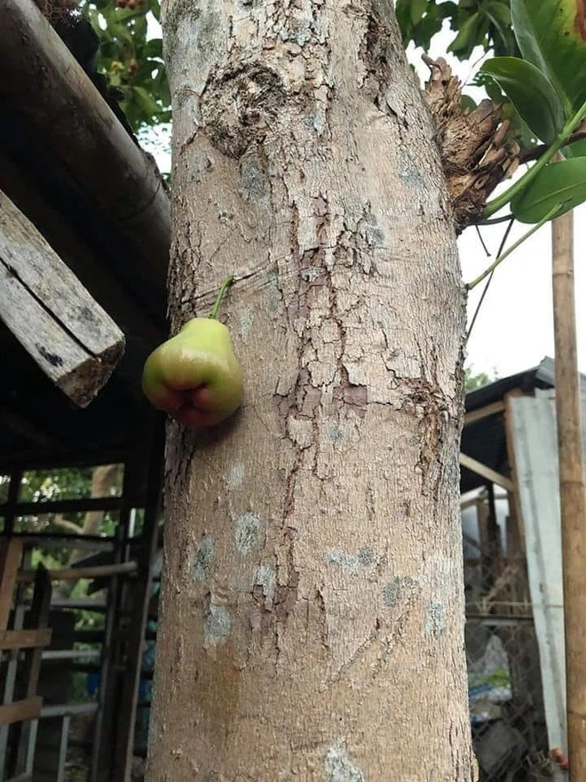 Thay vì kết trái trên cành thì quả roi lại mọc ở thân cây một mình một chỗ.