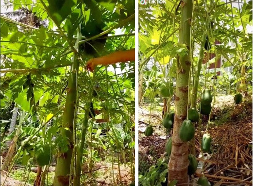 Quả đu đủ treo thòng lòng từ ngọn xuống tới mặt đất khiến gia chủ không thể tin nổi.
