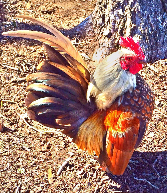Gà Serama có nhiều màu nhưng màu trắng được xem là màu tiêu chuẩn của chúng. Ảnh: BackYard Chickens.