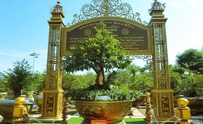 Thuộc giống mai vàng cổ, có tuổi đời trên 100 năm, cây mai Tuệ Sâm có chiều cao từ rễ lên tới ngọn khoảng 2 mét. Ảnh: Dân Việt.