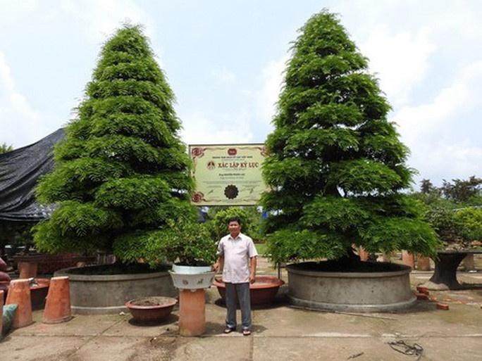 Với tuổi cây hơn 156 năm, hơn 100 năm tuổi kiểng, cặp me kiểng của anh Nguyễn Phước Lộc (xã Tân Khánh Đông, TP Sa Đéc, Đồng Tháp) là cây cảnh được xác lập Kỷ lục Việt Nam - "Cặp me kiểng cổ nhất" vào ngày 21/9/2013. Ảnh: Người lao động.