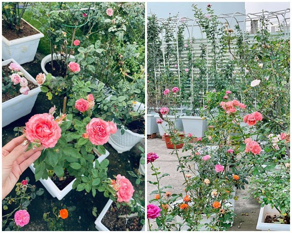 Ngoài các chậu, Ốc Thanh Vân còn làm giàn để cây hồng leo theo hình mái vòm.