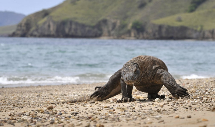 Rồng Komodo tìm kiếm con mồi trên bờ biển tại đảo Komodo, Indonesia. (Nguồn Guardian)