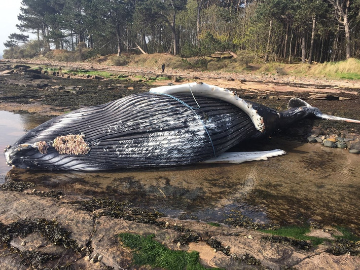 Xác cá voi lưng gù dạt vào bờ biển ở East Lothian, Scotland. (Nguồn Guardian)