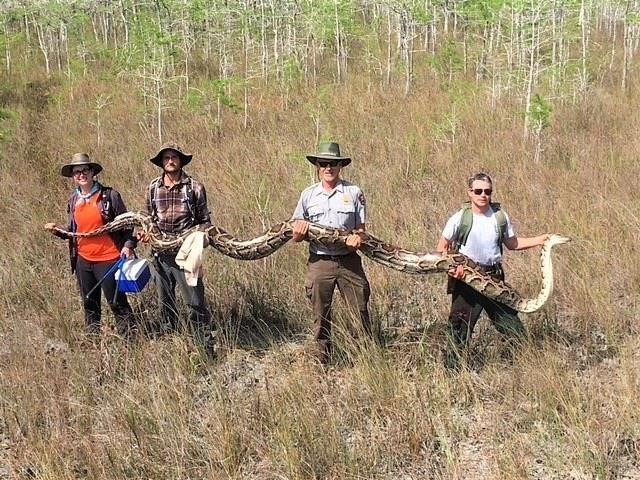 Các nhân viên của khu bảo tồn quốc gia ở Nam Florida, Mỹ, vừa bắt được một con trăn dài 5,18 m và đang mang thai 72 quả trứng. (Nguồn Guardian)
