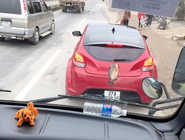 Chỗ treo cá quá độc.