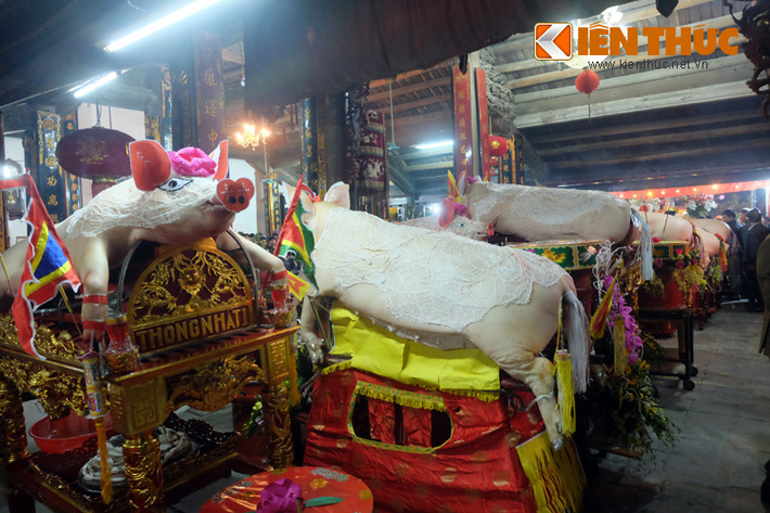 17 “ông Lợn” của các thôn tại làng La Phù có trọng lượng ít nhất gần 200kg, nhiều nhất lên đến hơn 300kg được người dân rước kiệu, trang trí đẹp mắt dâng tế Thành Hoàng của làng.