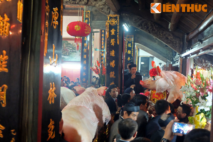 Những ông Lợn phải đạt tiêu chuẩn rất khắt khe mới được tham gia lễ rước lên đình làng.