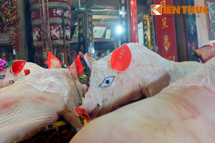Các phần chân, tai, mắt, mũi... của ông Lợn đều được trang trí sao cho bắt mắt. Trong quá trình nuôi, các “ông” lợn được chăm sóc cận thận, ăn thức ăn sạch như cháo gạo tám, uống nước mía, được mắc màn tránh muỗi và dùng điều hòa để đảm bảo nhiệt độ phù hợp. Nếu “ông” lợn bị ốm, gia đình nhận nuôi phải làm lễ ra đình xin Thành Hoàng để được tai qua nạn khỏi.