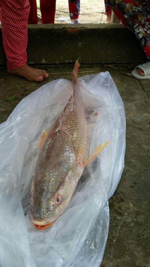 Loài cá này có bong bóng rất đặc biệt, được sử dụng làm nguyên liệu hữu cơ để sản xuất ra loại chỉ tự tiêu sử dụng trong phẫu thuật. Ngoài ra, cá sủ vàng cũng có giá trị dinh dưỡng rất cao. Hình ảnh cá sủ vàng do chị Nguyễn Thị Tuyết Hạnh (xã Tạm Hiệp, huyện Bình Đại, tỉnh Bến Tre) câu tại khúc sông Tiền thuộc xã Tam Hiệp, cách Cửa Đại gần 20 km ngày 10/8/2016. Con cá lớn thân vàng óng, dài gần một mét, nặng tới 3,8 kg. Ảnh: Tuổi trẻ thủ đô.